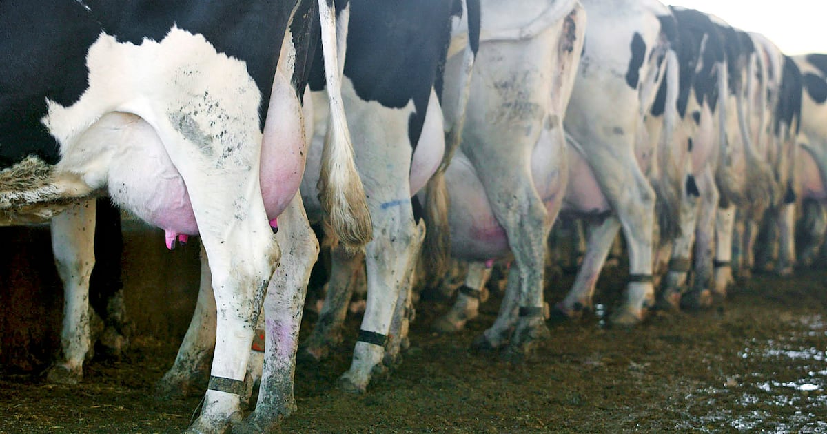 40 cattle worth R600,000 stolen from Limpopo plot