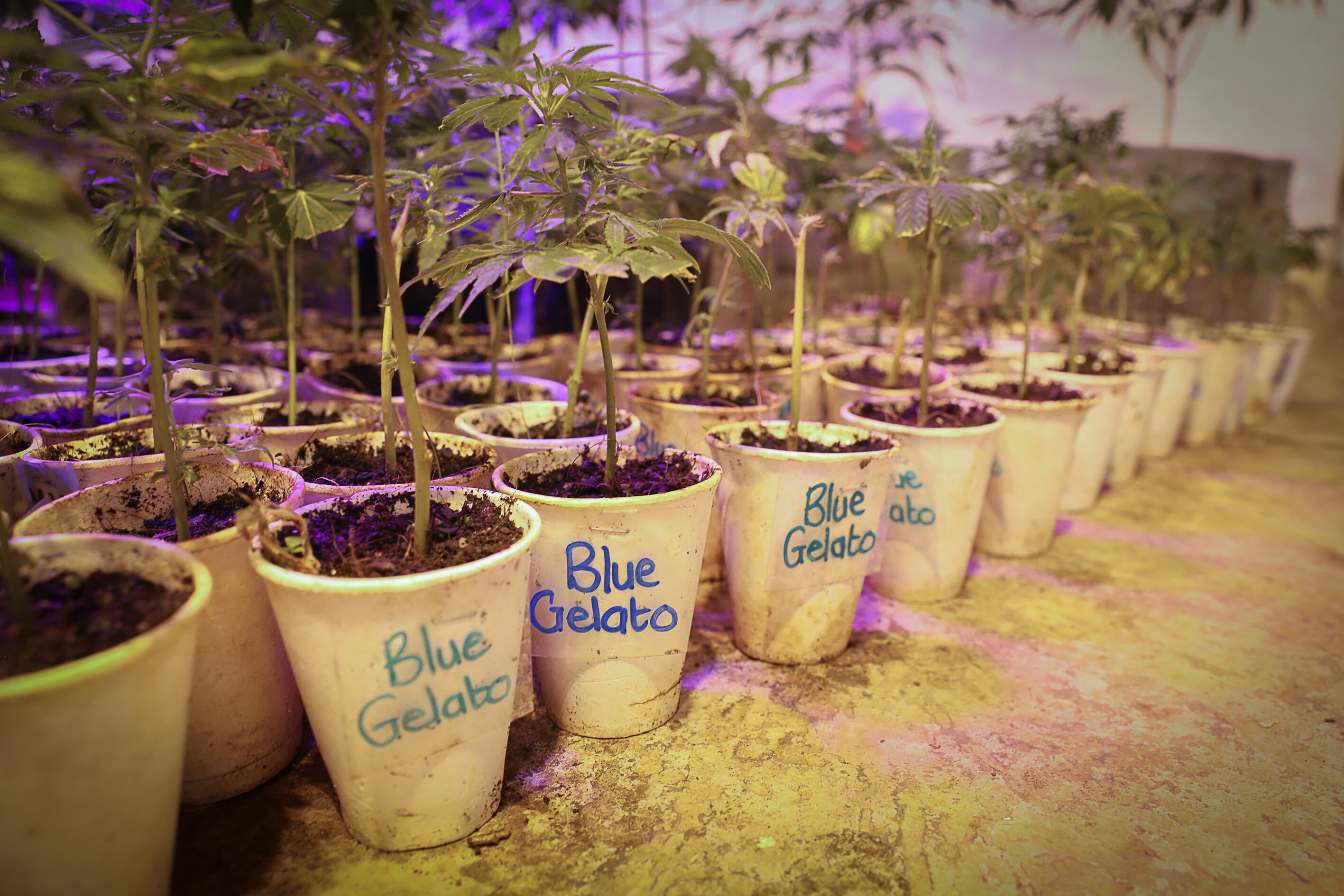 Cannabis seedlings in a nursery at the CBD Full Spectrum plantation, where Prof Benny de Beer plays music for the plants at a frequency he says mimics nature. He is still experimenting, but has found Mozart is best for growing plants and hard rock or metal is tops when it comes to producing flowers.