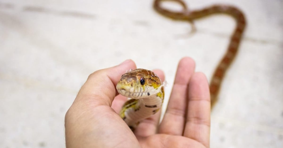 Snake season is here: they have come out of hibernation and are hungry
