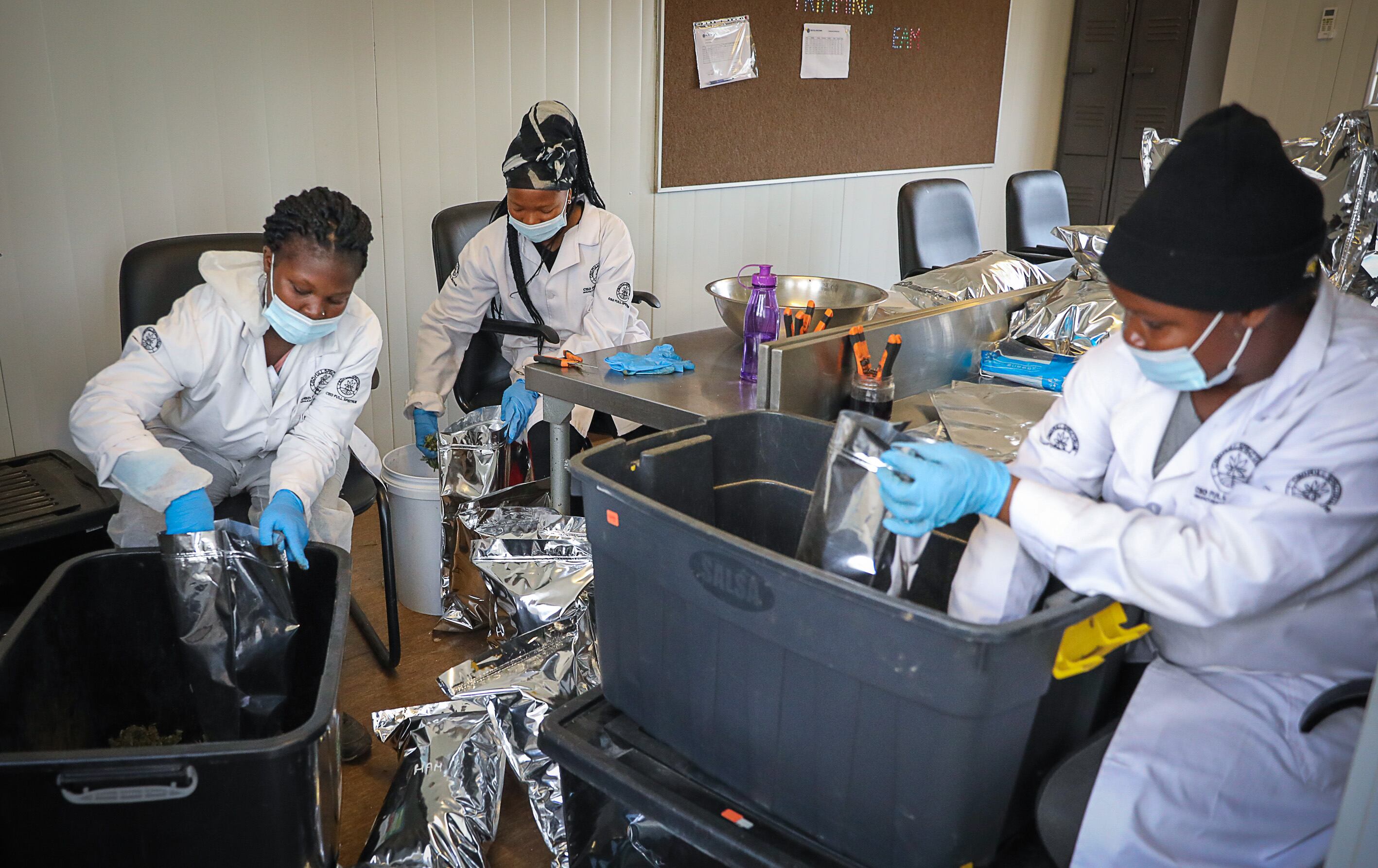 Medical marijuana is weighed and packaged at the CBD Full Spectrum plantation on the Vaal. This cannabis is mostly exported to European countries.